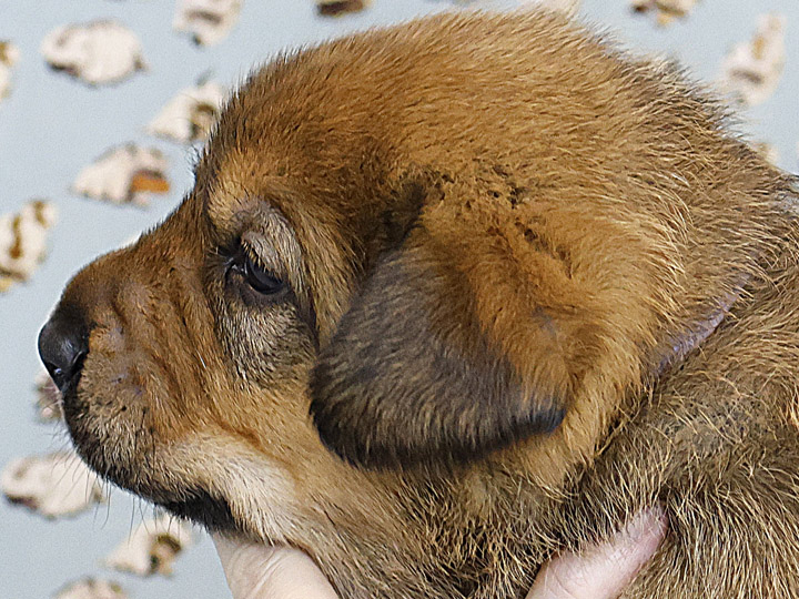chinook puppy